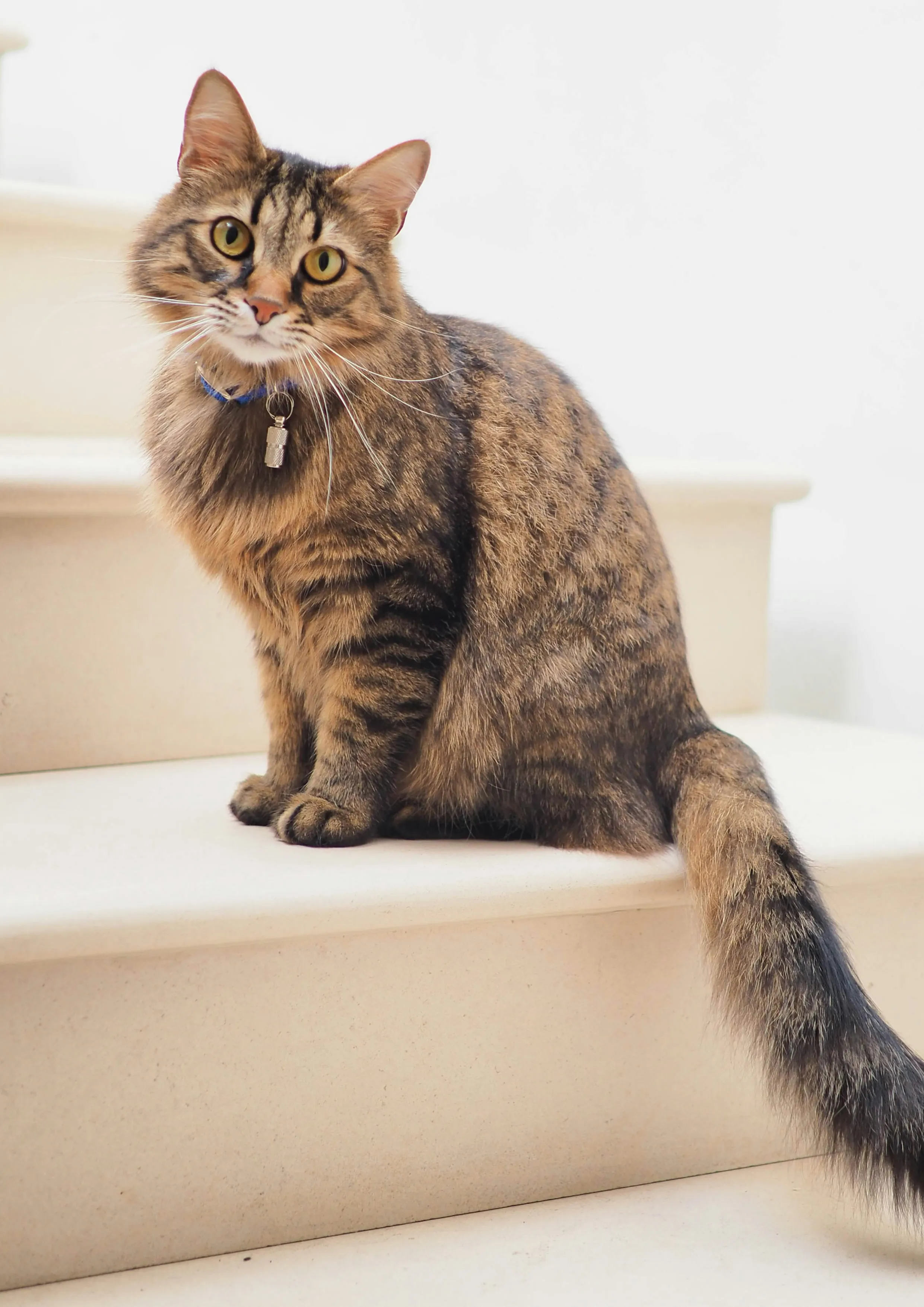 David O with his pet