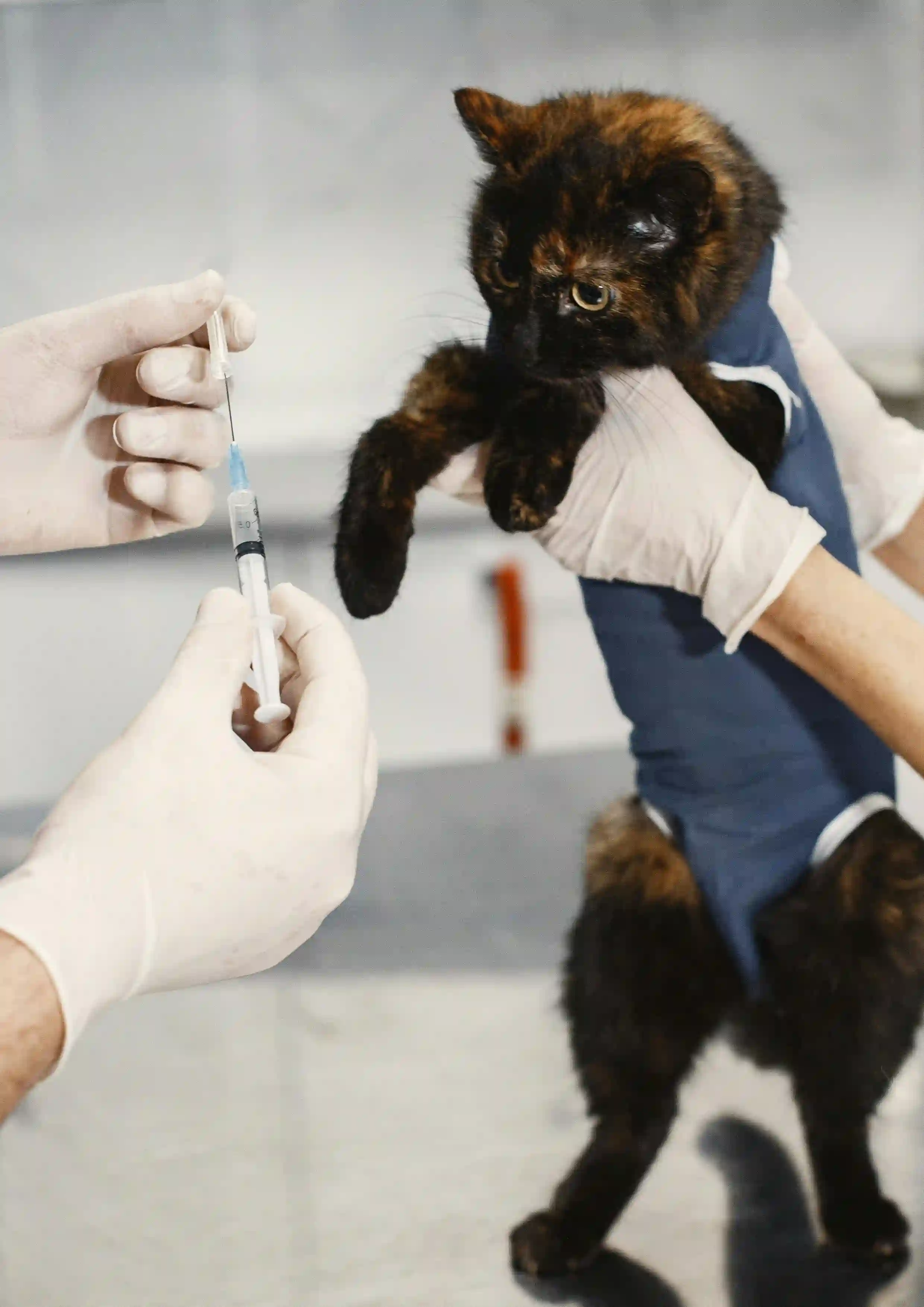 Pet vaccination services