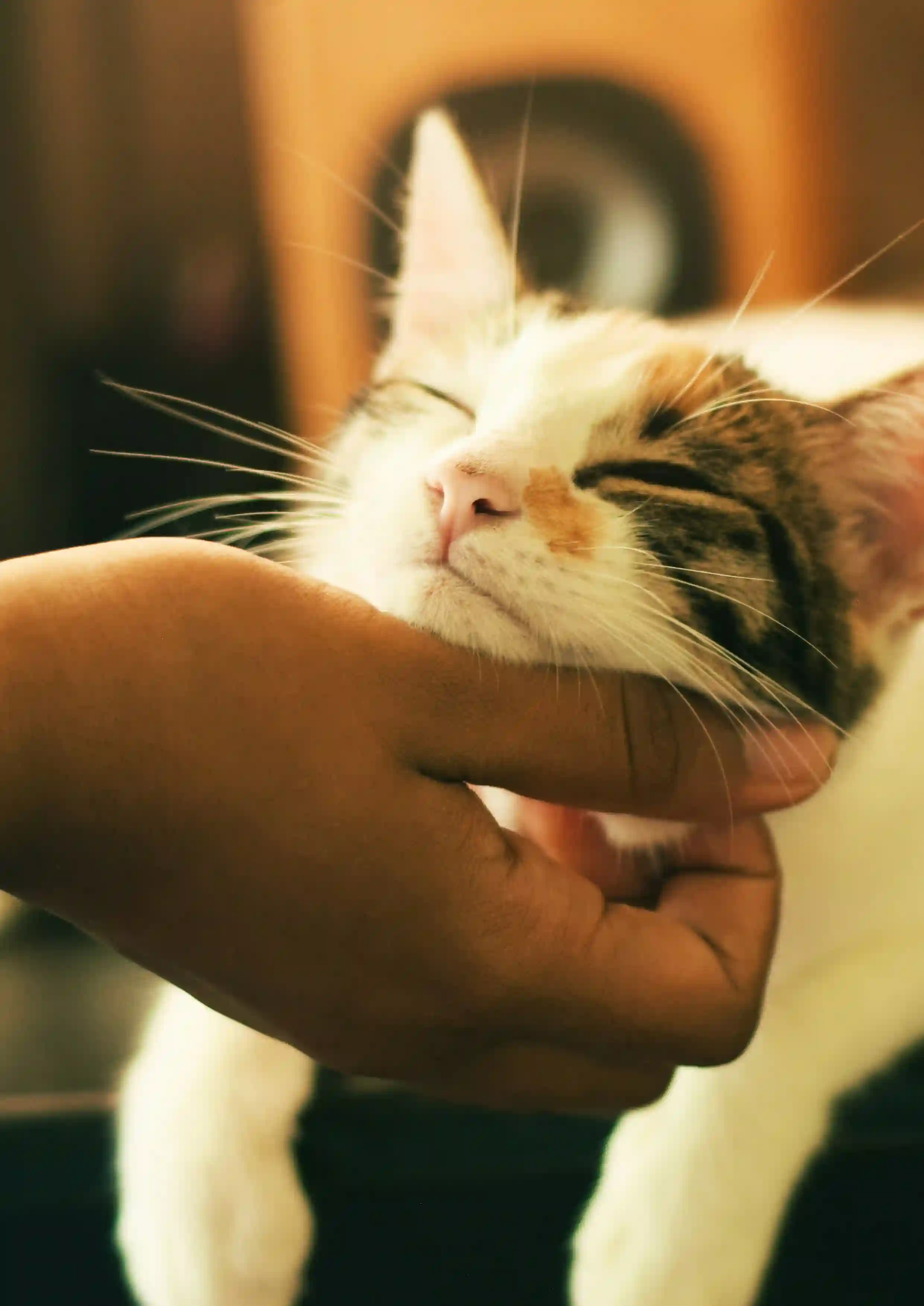 pet behaviour services