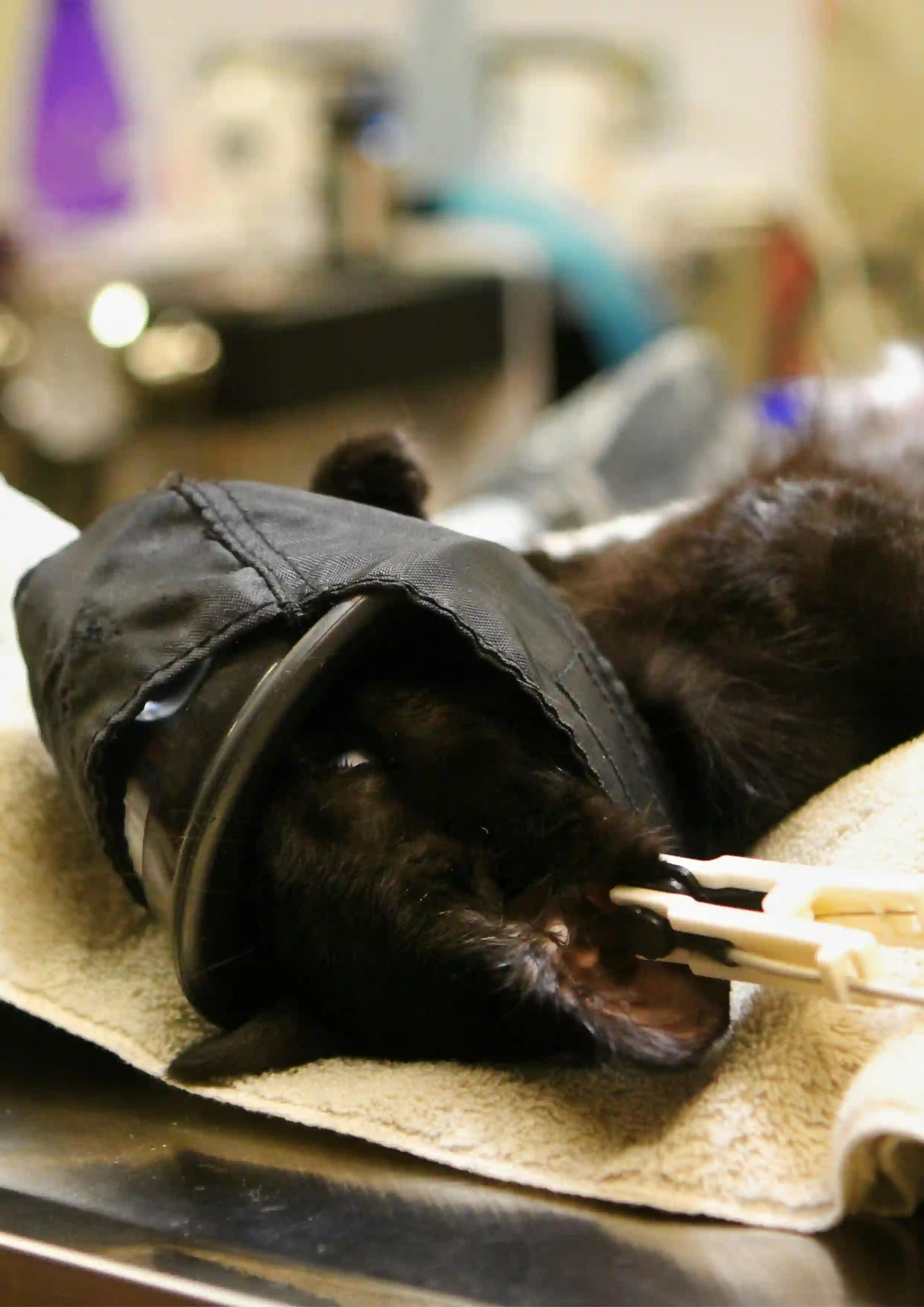 Pet Health checkup services